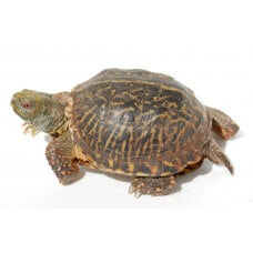 Turtle/ Tortoises