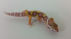 Leopard gecko -Albino