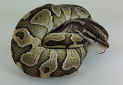 Ball Python Butter Ball Python -Butter - The Painted Reptile