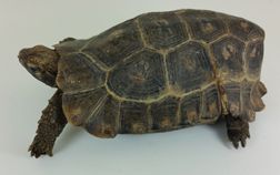 Hinge-back Tortoise