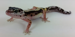 Leopard Gecko -Pinstripe