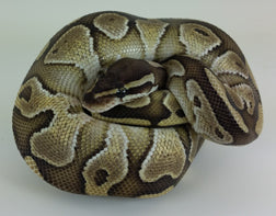 Ball Python -Butter