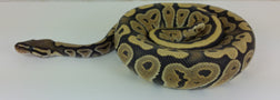 Ball python -Ghost