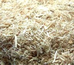 Painted Reptile Aspen Bedding