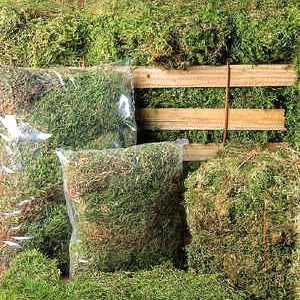 Painted Reptile Green Sphagnum Moss