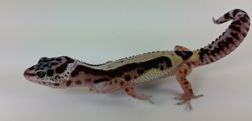 Leopard Gecko -Pinstripe