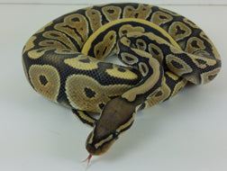 Ball python -Ghost