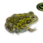 African Bullfrog