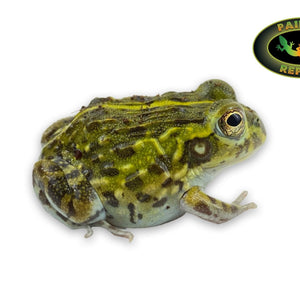 African Bullfrog