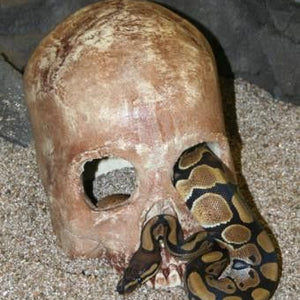 Pet Tekk Human Skull Hide