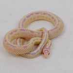Albino Banana Kingsnake