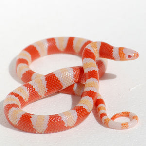 Honduran Milk Snake - Albino