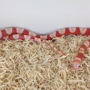 Albino Honduran Milksnake