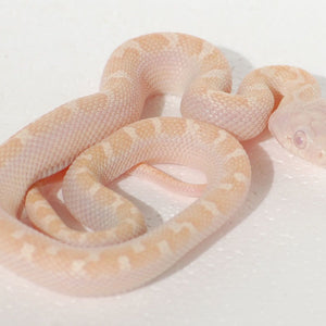 Albino Liquorice Ratsnake