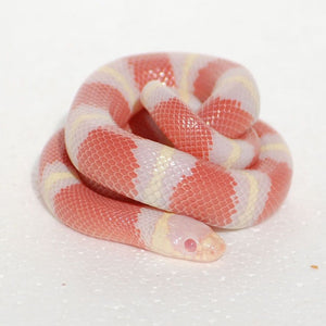 Nelson's Milk Snake - Albino