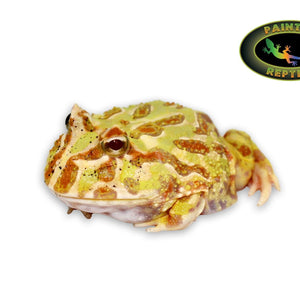 Pacman Frog - Albino
