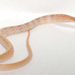 Albino Radiated Rat Snake
