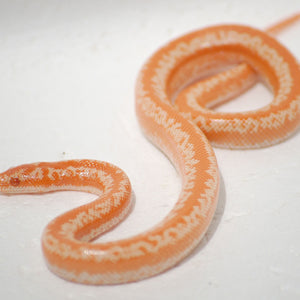 Albino Rosy Boas