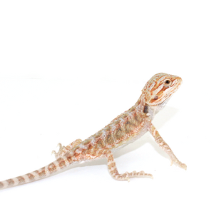 Bearded Dragon - Normal