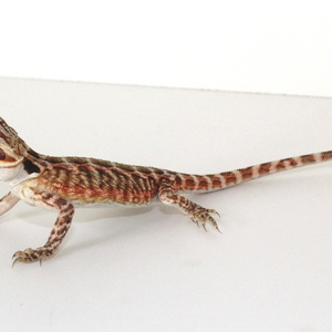 Bearded Dragon - Red