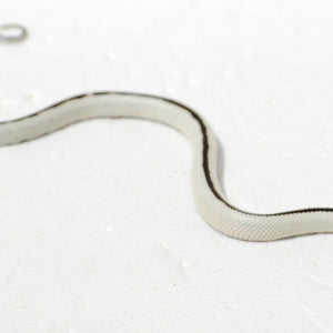 Reversed Striped California Kingsnake