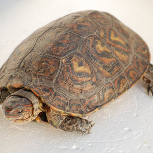 Central American Wood Turtle