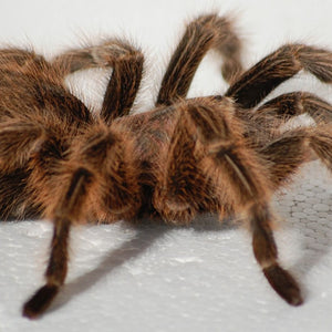 Chilean Rose Hair Tarantula