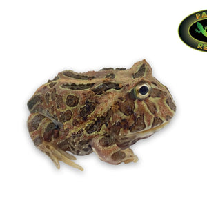 Chocolate Pac Man Frog