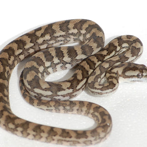 Coastal Carpet Python