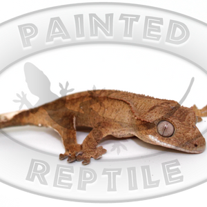 Crested Gecko
