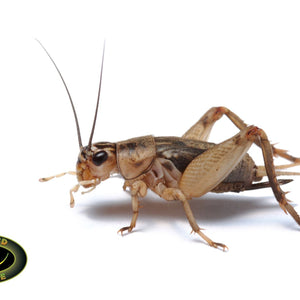 Banded Crickets