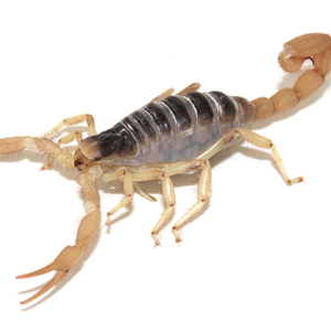 Desert Hairy Scorpion