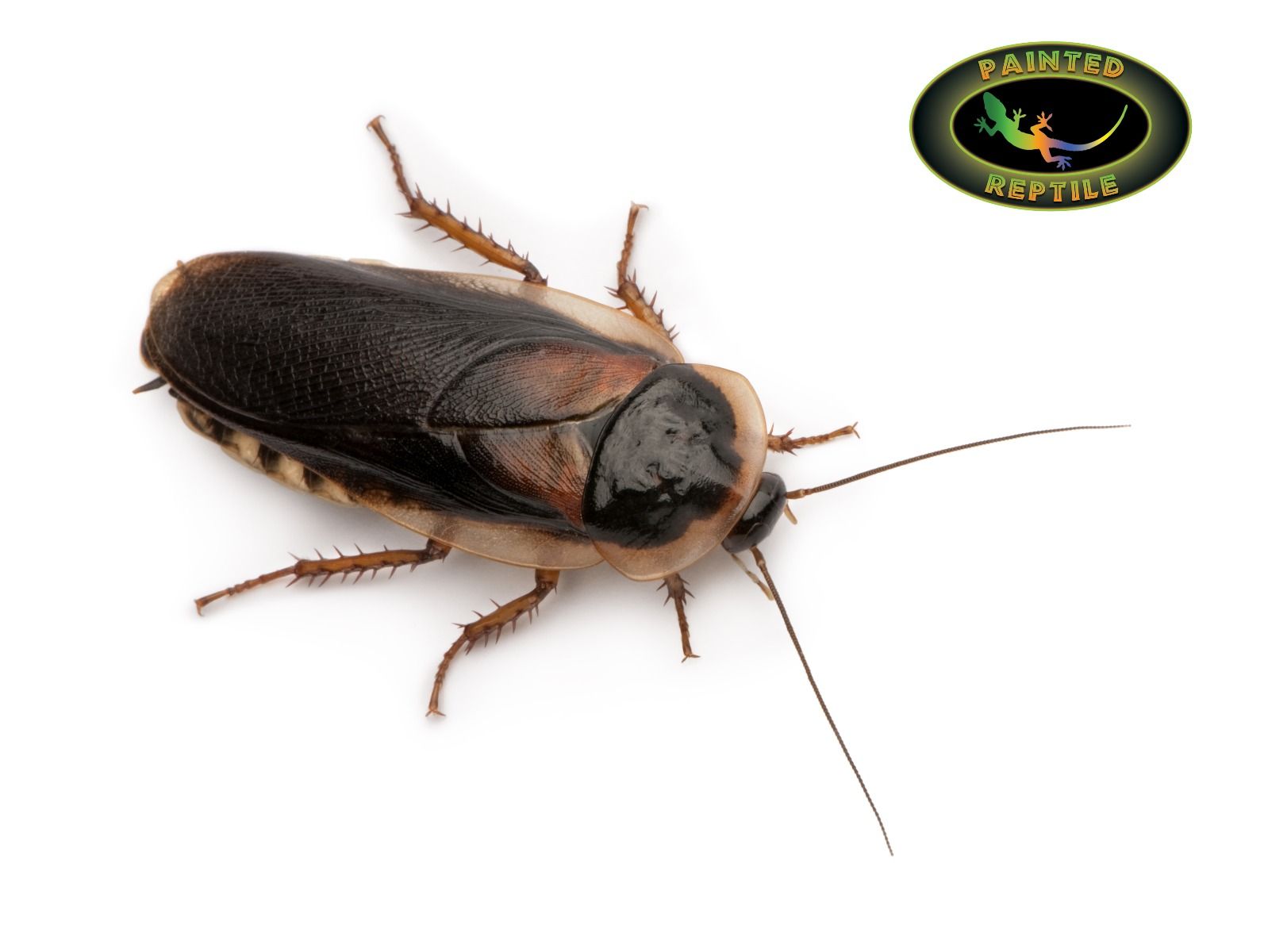 DUBIA ROACHES - The Painted Reptile