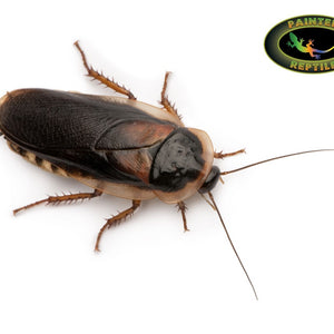 DUBIA ROACHES