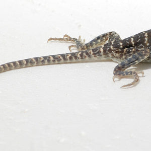 Eastern Collared Lizard