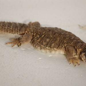 Egyptian Uromastyx