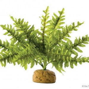 Exo Terra Boston Fern Plant