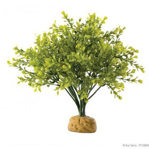 Exo Terra Boxwood Bush Plant