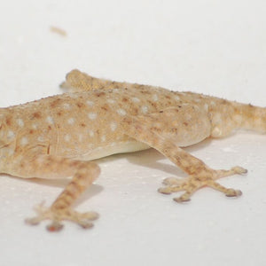 Fan Footed Gecko