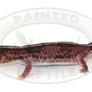 African Fat Tail Gecko