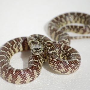 Florida Kingsnake