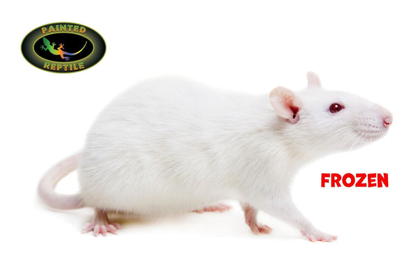 RAT FROZEN - The Painted Reptile