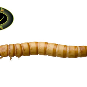 GIANT MEALWORMS