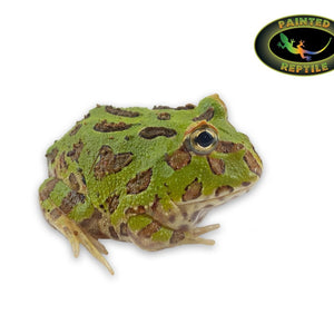Green Pacman Frog