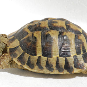 Hermann's Tortoise