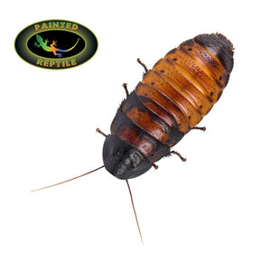 MADAGASCAR HISSING COCKROACHES