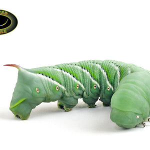 GOLIATH HORNED WORMS