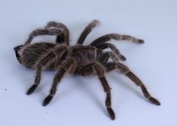 Rose hair tarantula