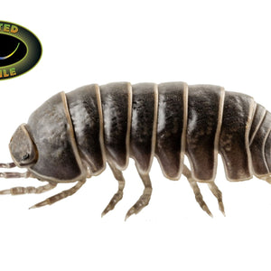 Isopods