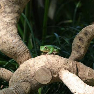 Large Bamboo Root Jungle Gym